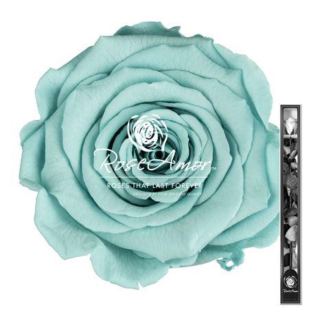 60cm Stem Blu02