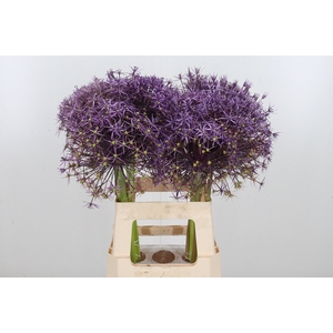 Allium Christophii