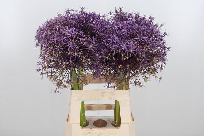 <h4>Allium Christophii</h4>