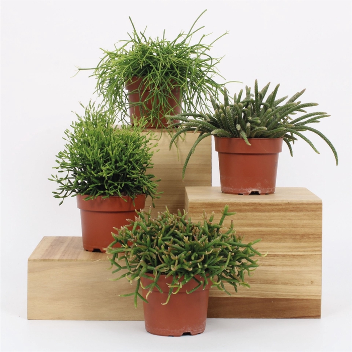 <h4>Rhipsalis   ...</h4>