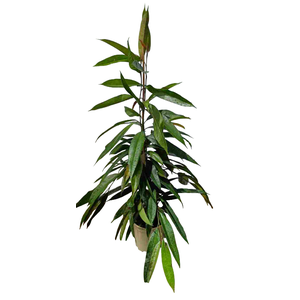 Ficus overig gemengd 3 soorten