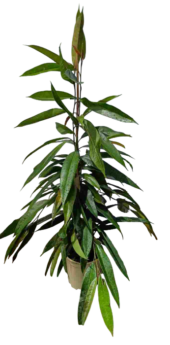 <h4>Ficus overig gemengd 3 soorten</h4>