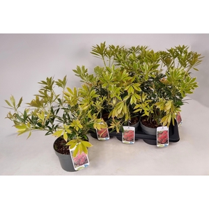 PIERIS FLAMING SILVE