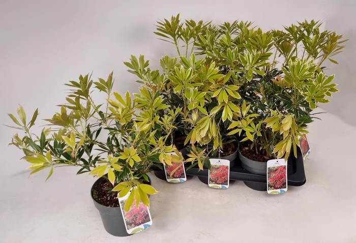 <h4>PIERIS FLAMING SILVE</h4>