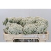 Ozothamnus Booming White