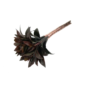 Drac. Compacta Purple 35cm