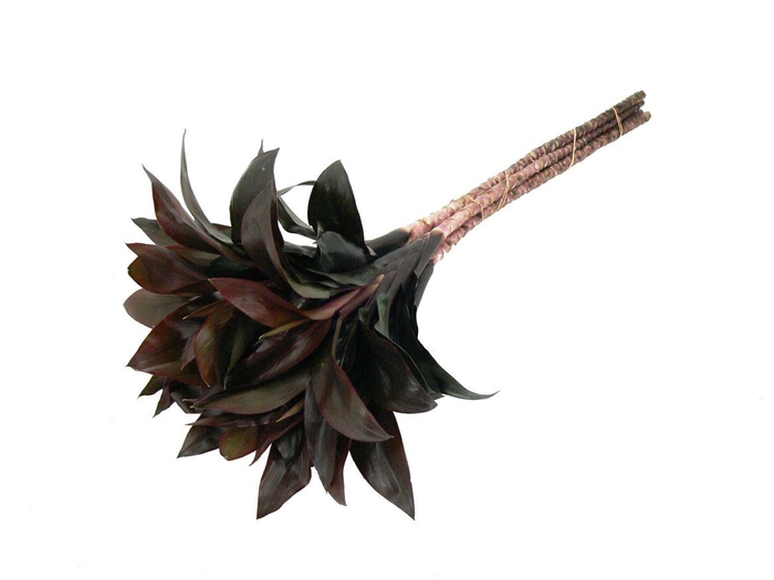 <h4>Drac. Compacta Purple 35cm</h4>