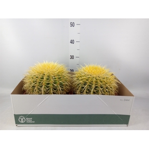 Echinocactus grusonii