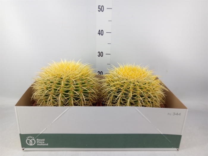 <h4>Echinocactus grusonii</h4>