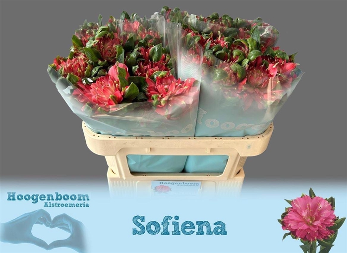 <h4>Alstr Fashionista Sofiena</h4>