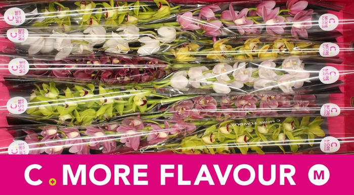 <h4>CYMB MI GEM</h4>