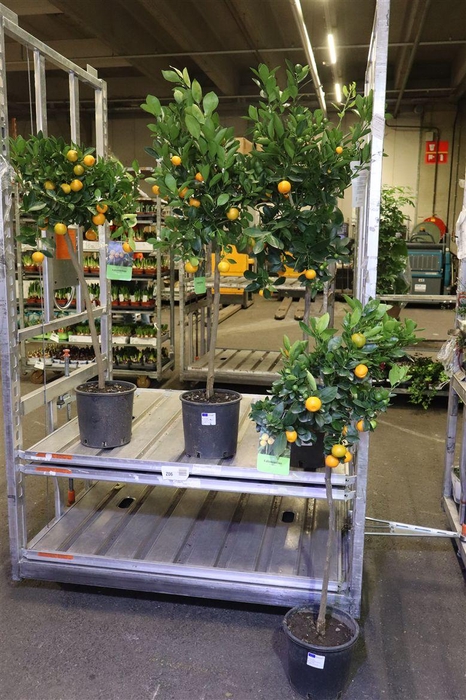 <h4>arr8 Citr Margarita</h4>