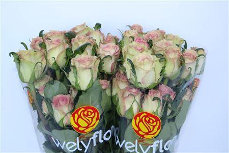 <h4>R GR SWEET ELEGANCE</h4>