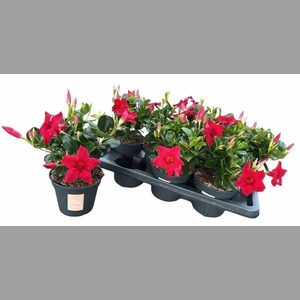 MANDE SUN RED