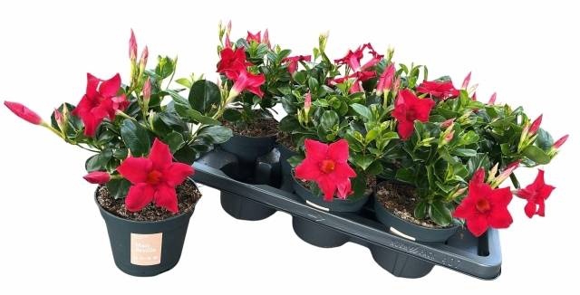 <h4>MANDE SUN RED</h4>