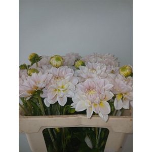 Dahlia Princess White