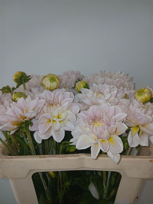 <h4>Dahlia Princess White</h4>