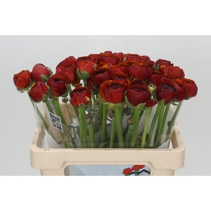 Ranunculus Clooney Bordeaux