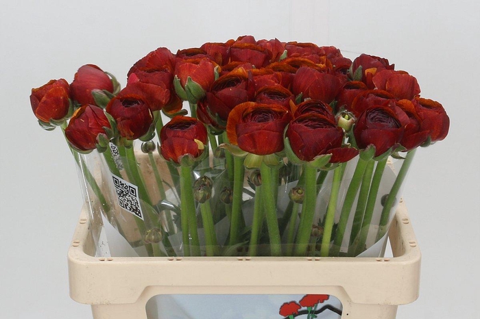<h4>Ranunculus Clooney Bordeaux</h4>