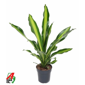 Dracaena Burley kopstek P21