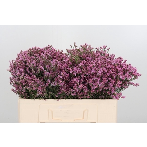 Lim Sin Tiffany Diam