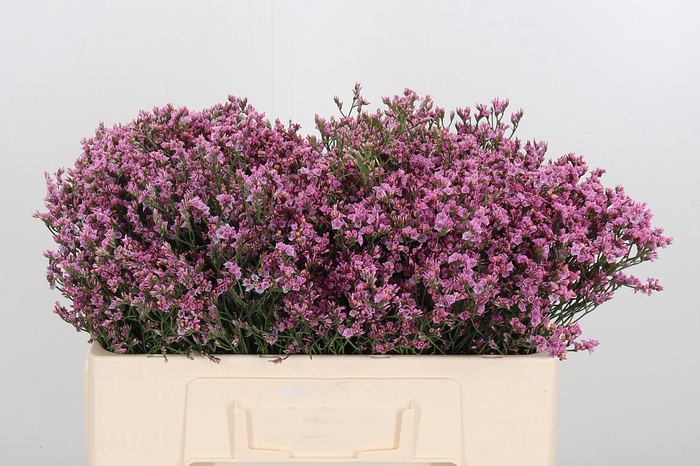 <h4>Lim Sin Tiffany Diam</h4>