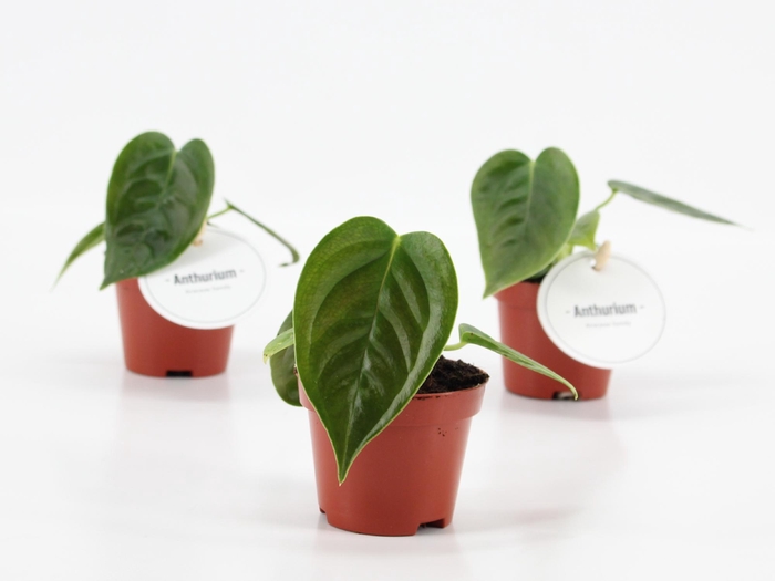 <h4>Anthurium Veitchii</h4>