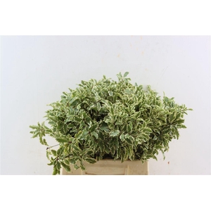 Pitto Nigra (5 Tak) P Bos