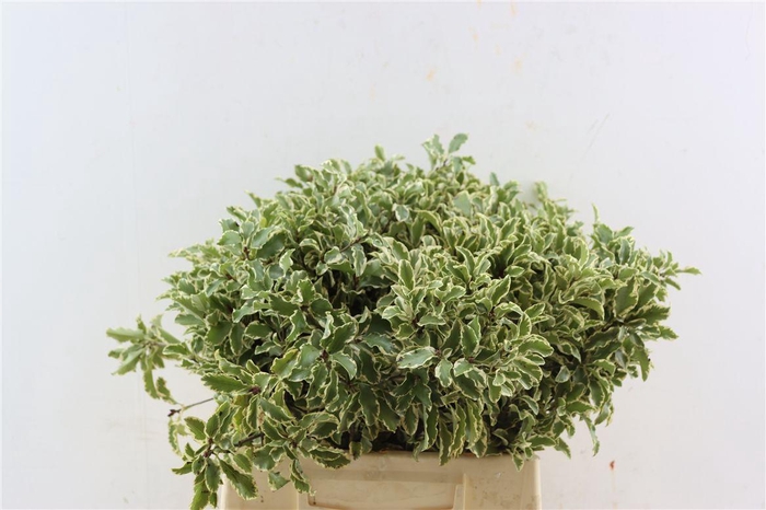 Pitto Nigra (5 Tak) P Bos