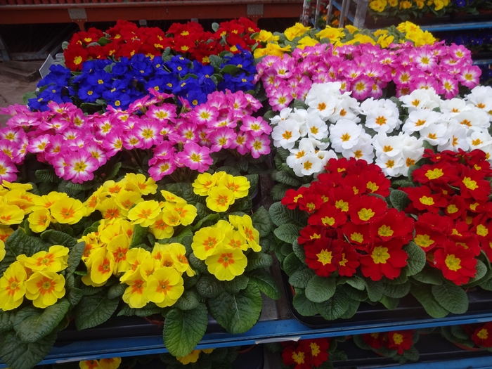 <h4>PRIM AC MIXK</h4>