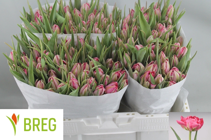 <h4>TU DU FLASH POINT</h4>