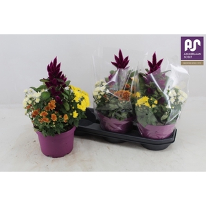 PERKPL GEM IN POT