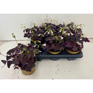 OXALIS TRIANGULARIS