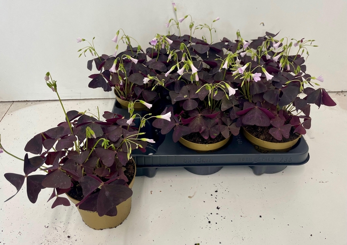 <h4>OXALIS TRIANGULARIS</h4>