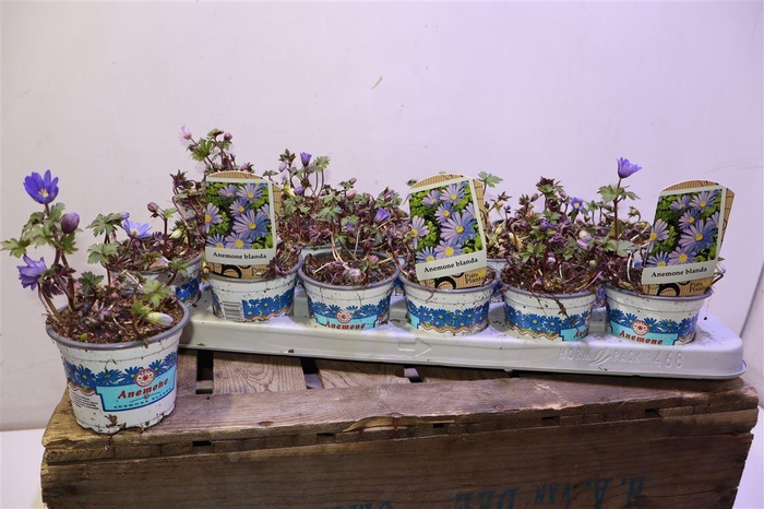 <h4>Anem Bl Blue Shades</h4>