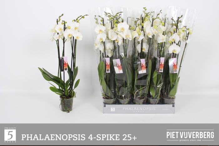 <h4>PHAL OV WIT</h4>