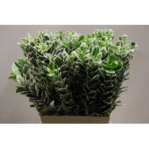 EUONYMUS J WHITE SPIRE