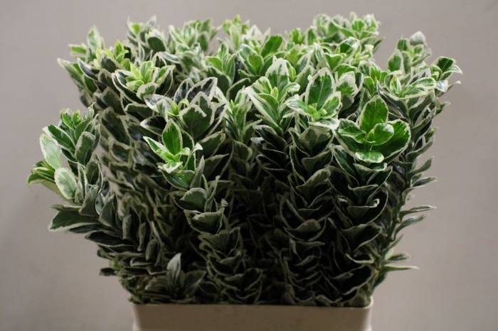 <h4>EUONYMUS J WHITE SPIRE</h4>