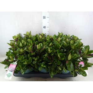 Hebe  'Hebedonna Alexa'