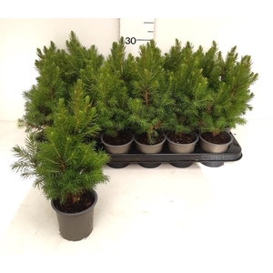 PICEA GL CONICA