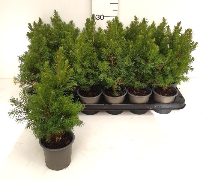 <h4>PICEA GL CONICA</h4>