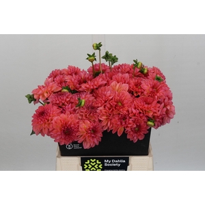 Dahlia Decor Grp 'Sebastian'