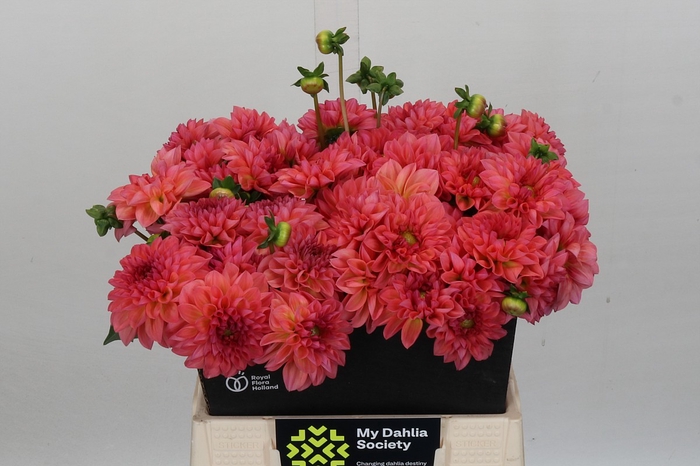 Dahlia Decor Grp 'Sebastian'