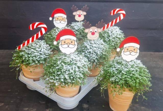 <h4>SOLEI SOL GROEN</h4>