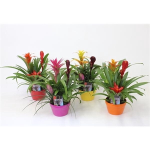 Bromelia variés