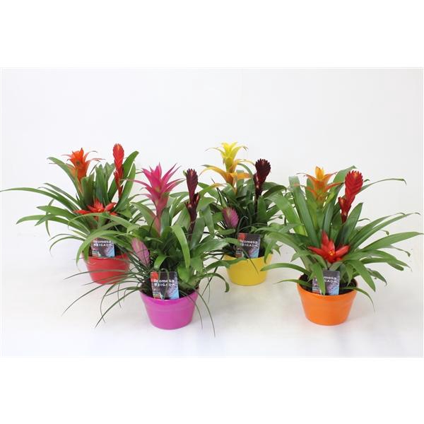 <h4>Bromelia variés</h4>