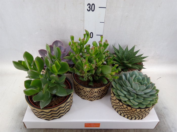 <h4>Succulents   ...mix 5</h4>