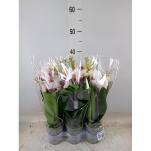 Phalaenopsis multi. 'FC Safe Haven'