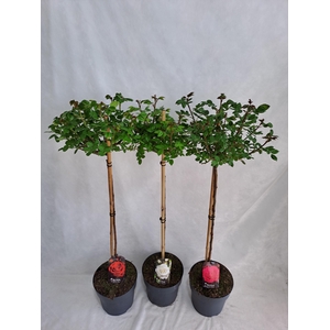 Roos op stam grootbloemig P23 80cm mix