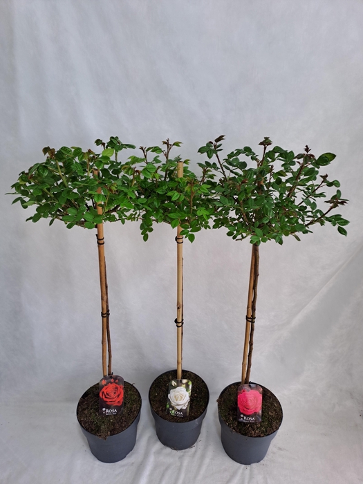 <h4>Roos op stam grootbloemig P23 80cm mix</h4>